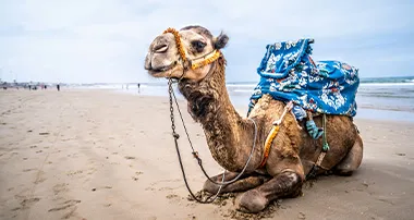 7 Nights 4 Star Agadir Package